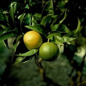 Citrus decumana